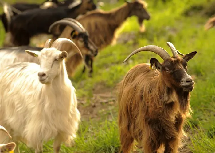 Bergerie Du Prunelli Cauro